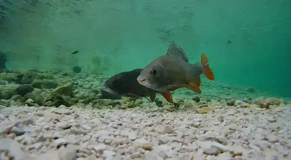 Two fish, noses to be precise, were recorded with an underwater camera.