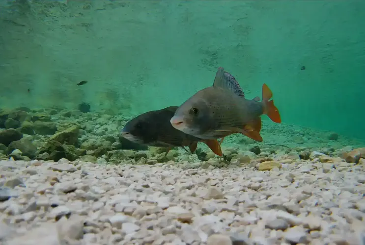 Two fish, noses to be precise, were recorded with an underwater camera.
