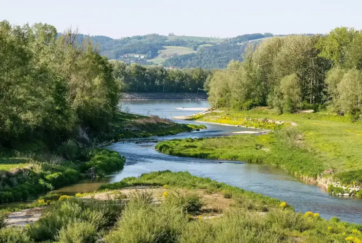 Ein Fluss mäandert sich durch Wiesen und kleinwüchsigen Sträuchern in der nähe des Kraftwerk Ottenheim-Wilhering.